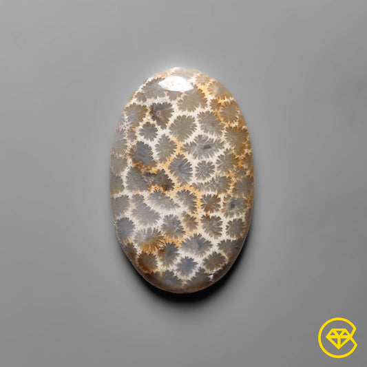 Fossil Coral
