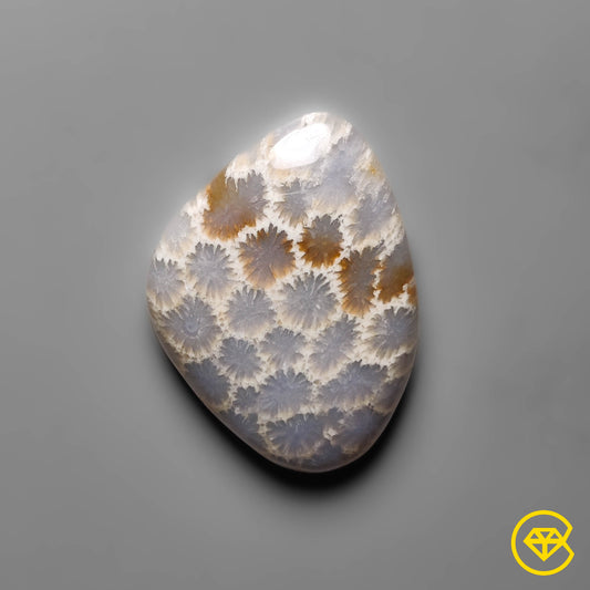 Fossil Coral