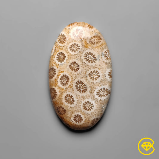 Fossil Coral