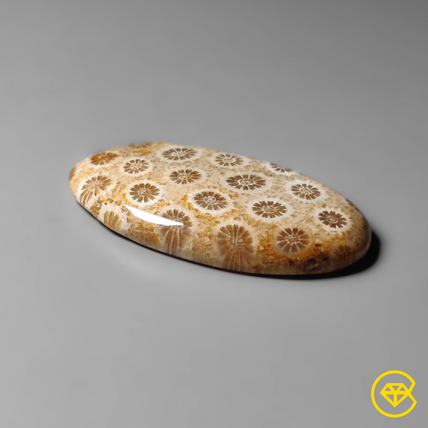 Fossil Coral