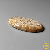 Fossil Coral