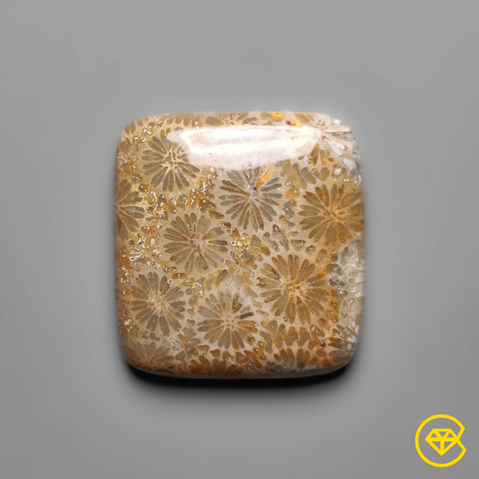 Fossil Coral