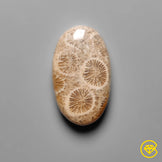 Fossil Coral