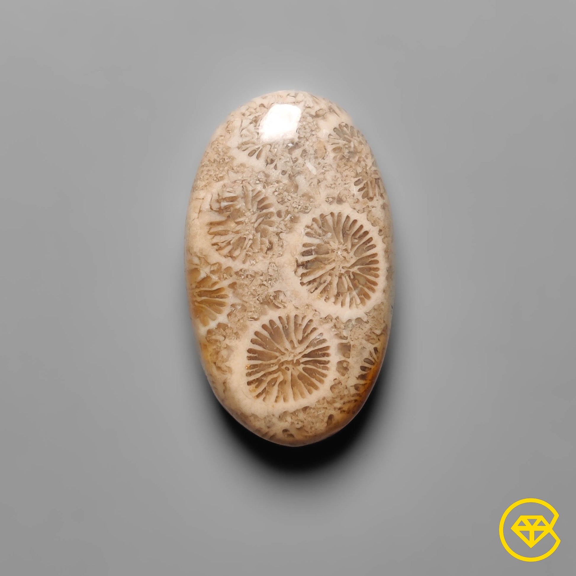Fossil Coral