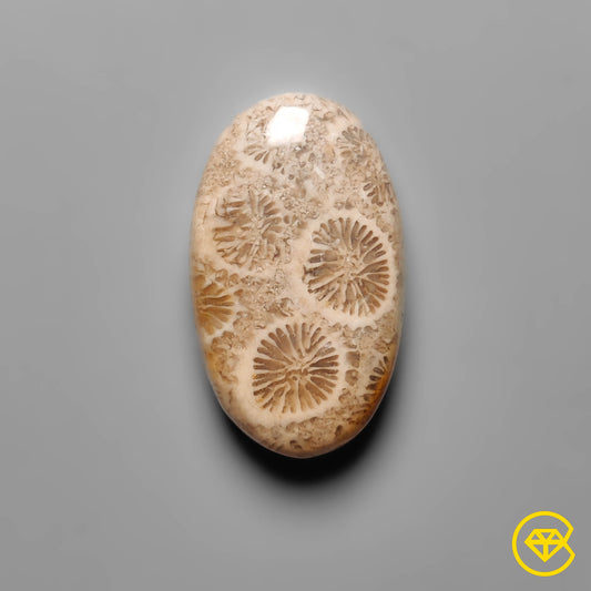Fossil Coral
