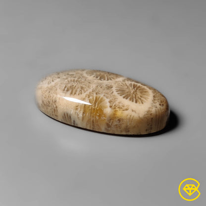Fossil Coral