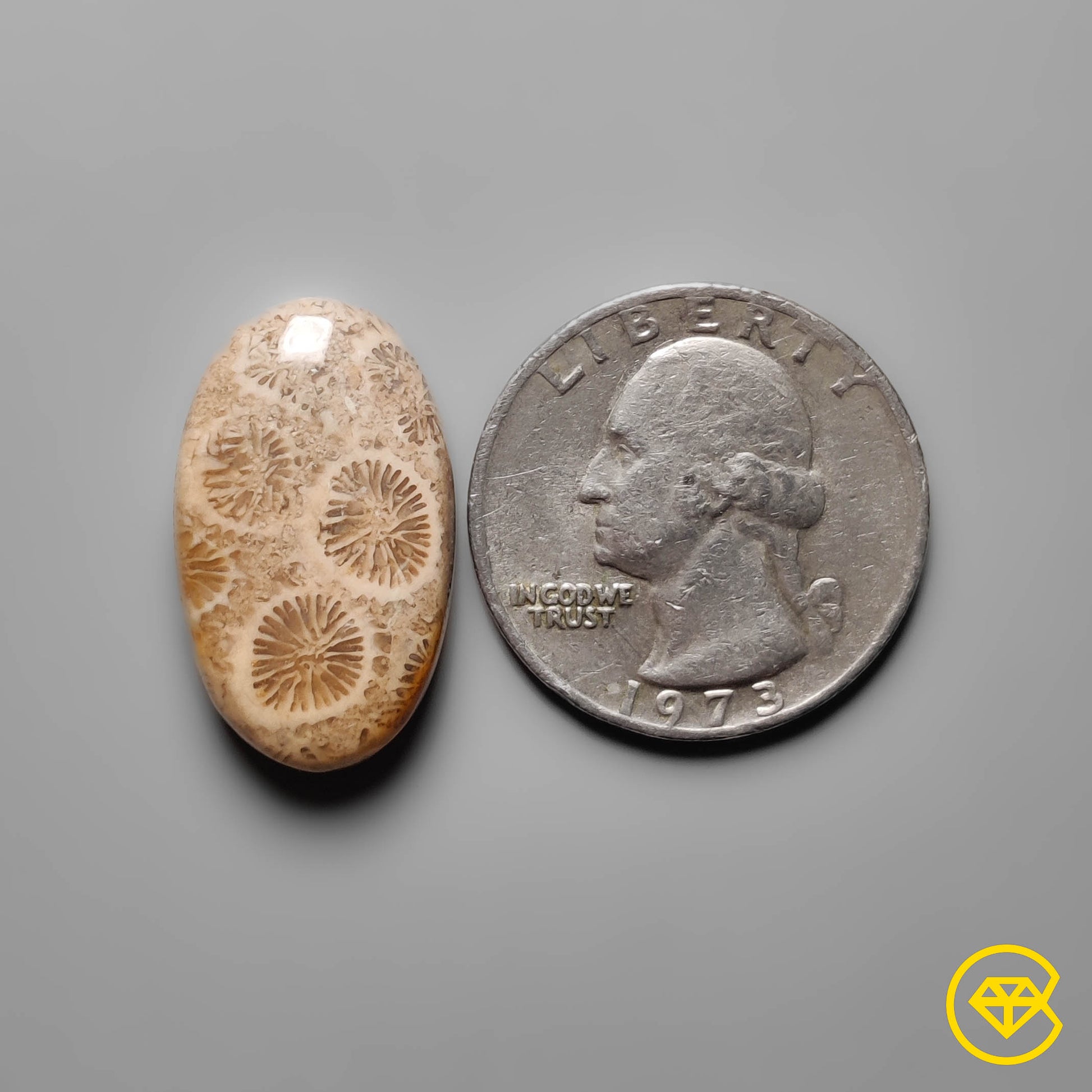 Fossil Coral
