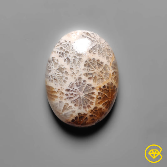 Fossil Coral