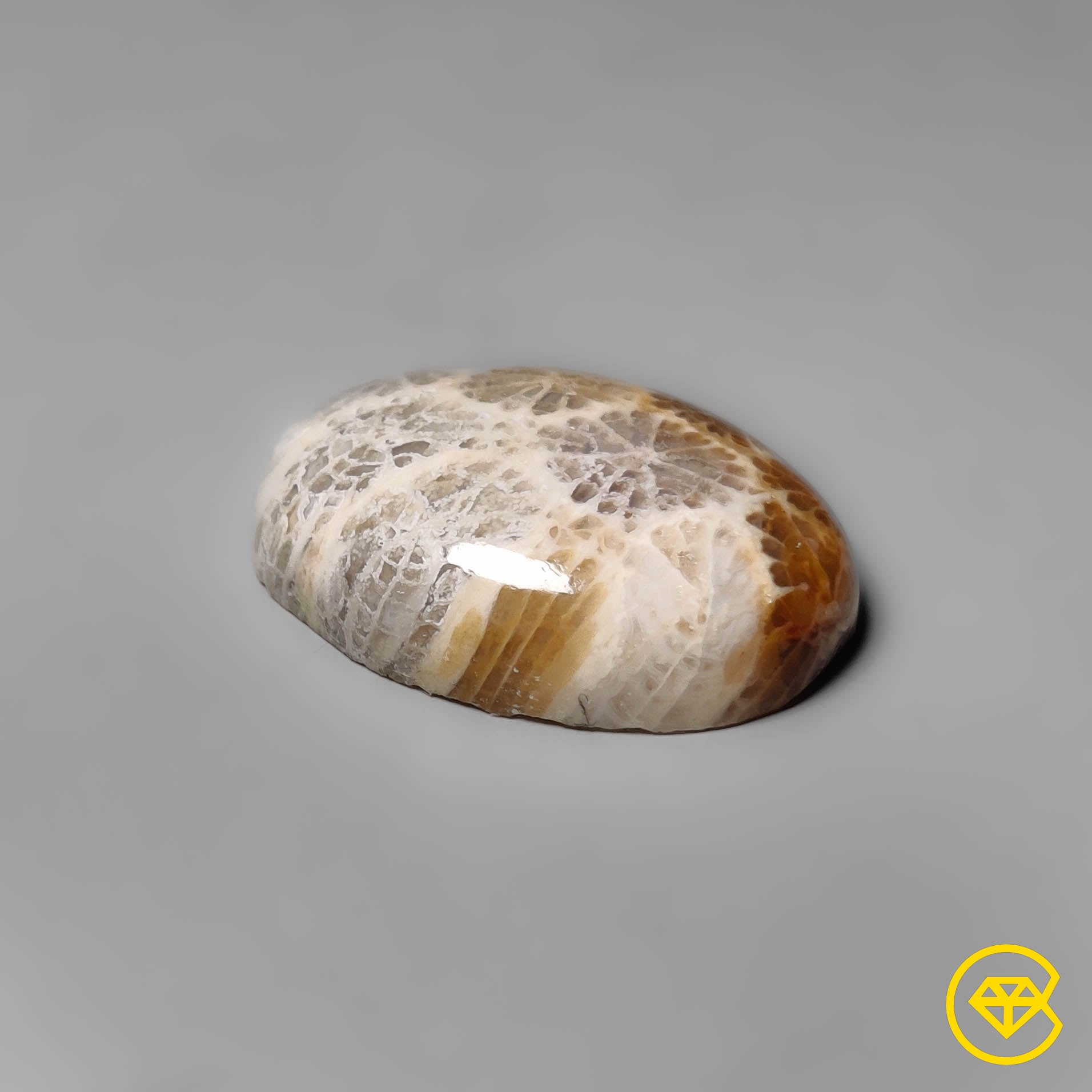 Fossil Coral