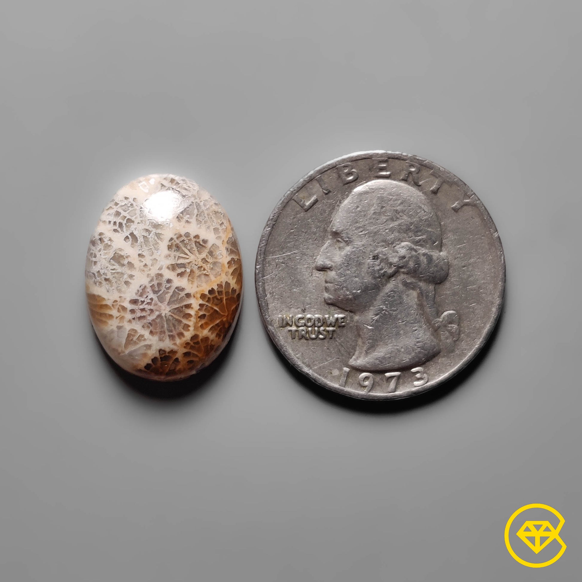 Fossil Coral
