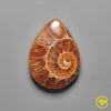 Ammonite