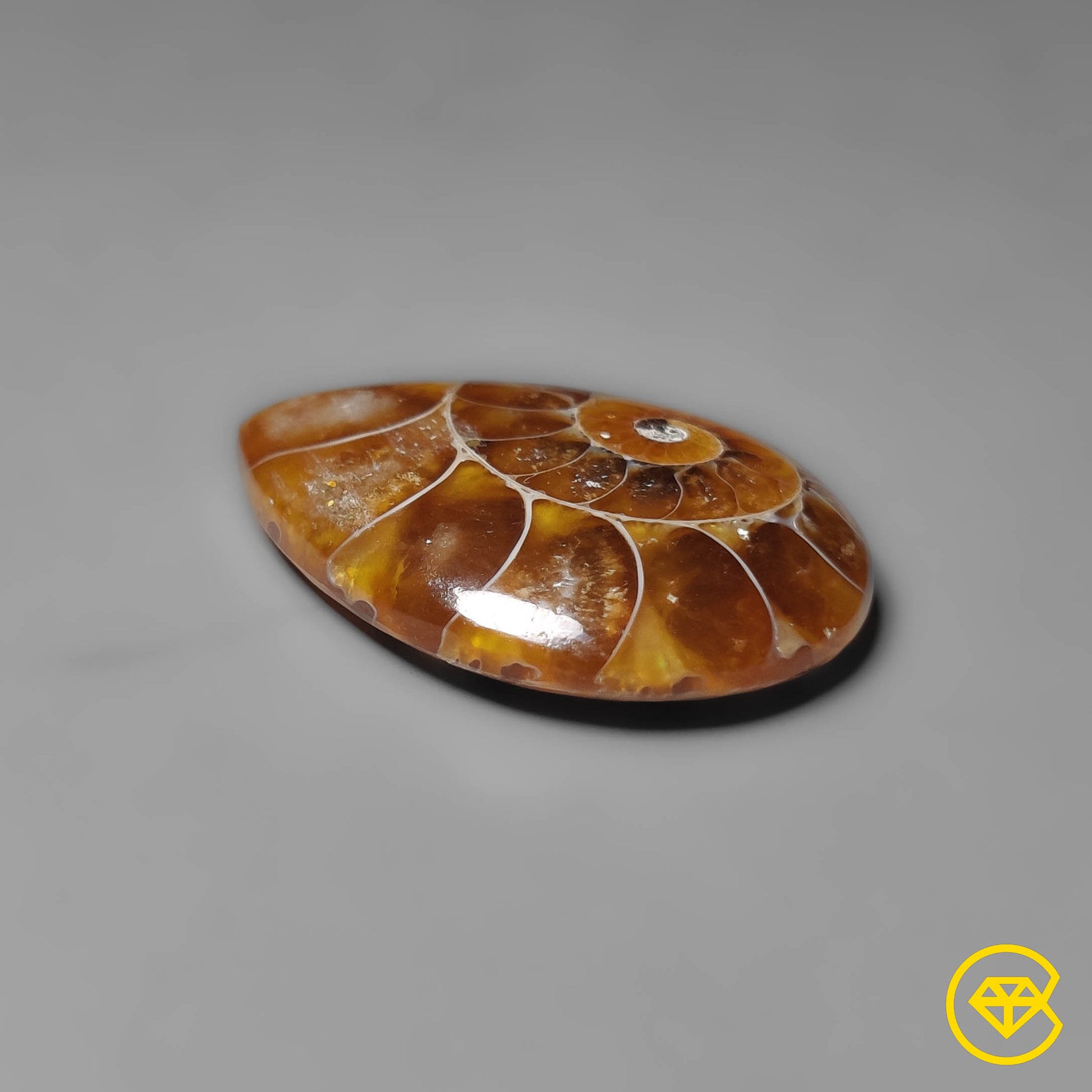 Ammonite