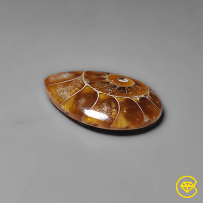 Ammonite