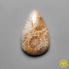 Fossil Coral