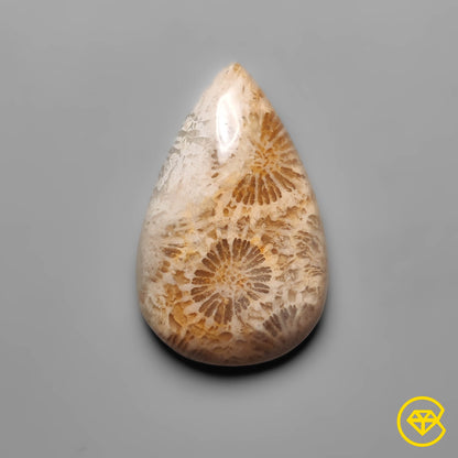 Fossil Coral