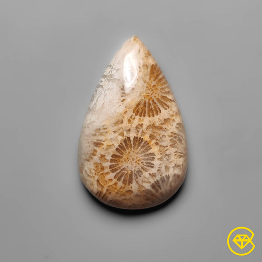 Fossil Coral