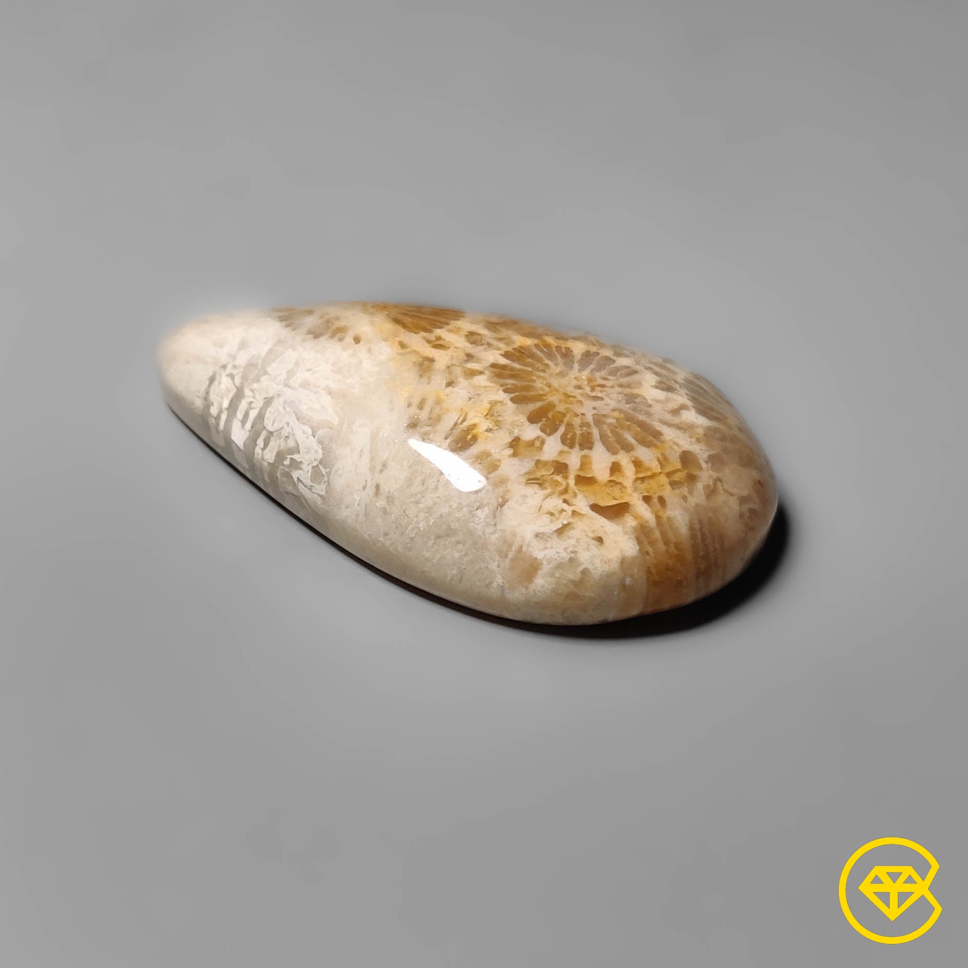 Fossil Coral