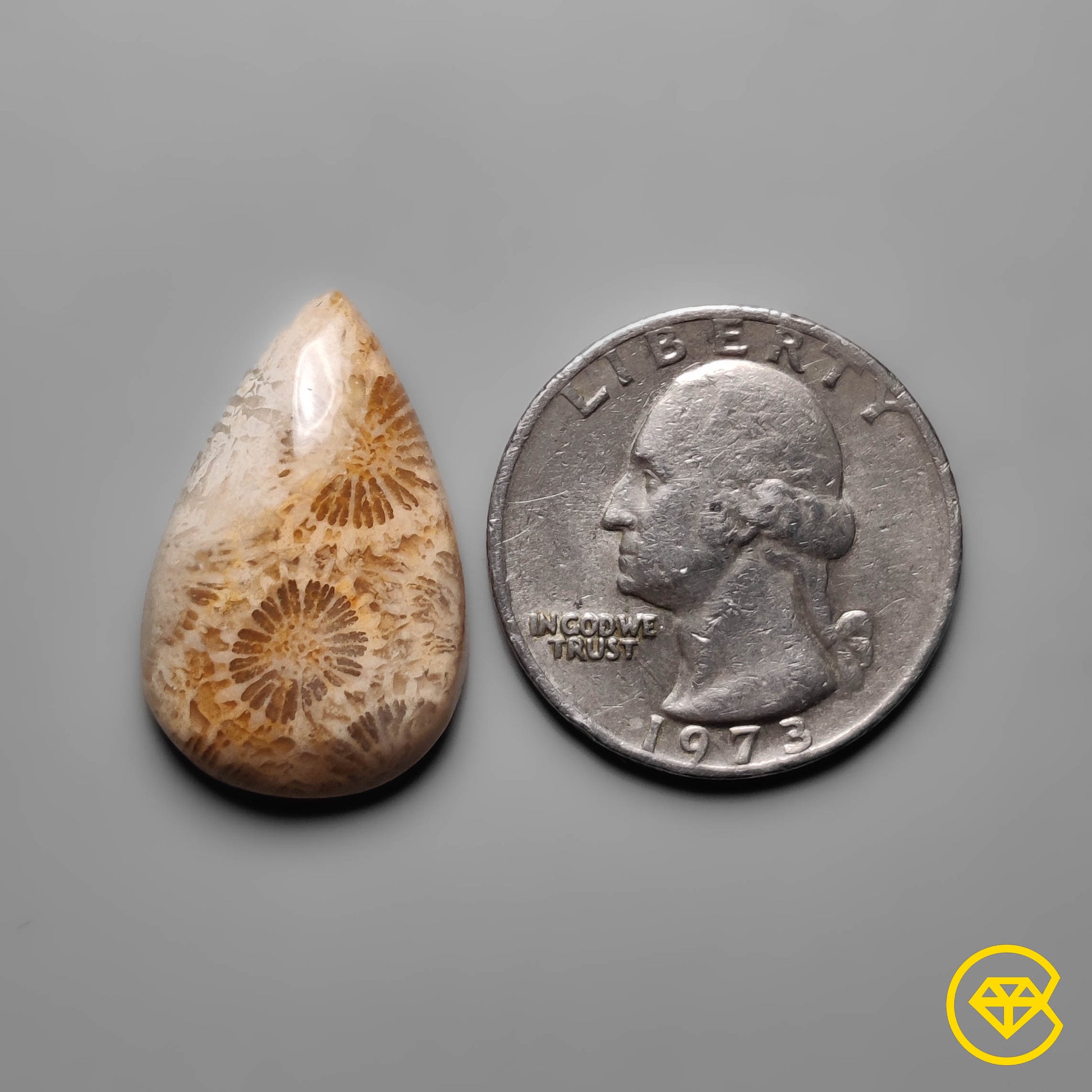 Fossil Coral
