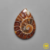 Ammonite