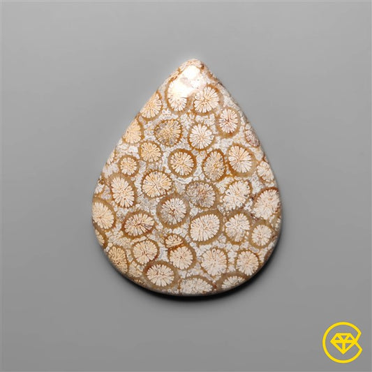 Fossil Coral