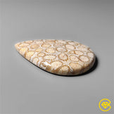 Fossil Coral