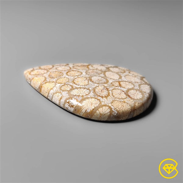 Fossil Coral