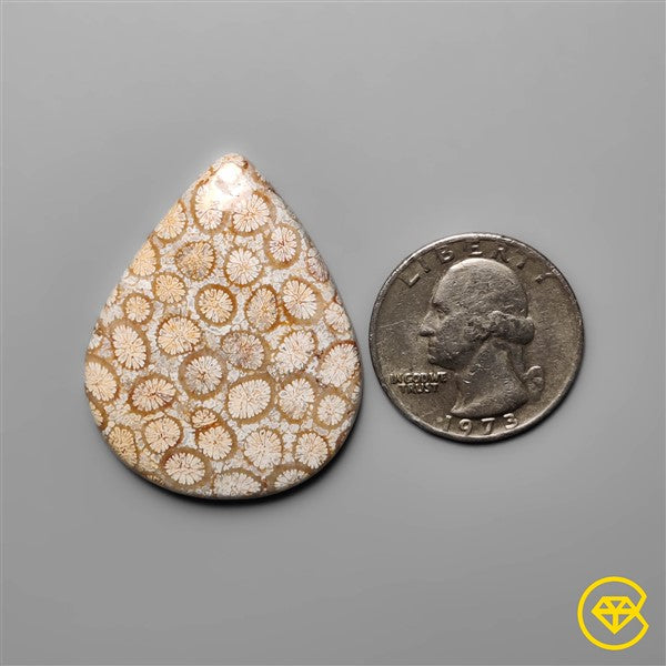 Fossil Coral