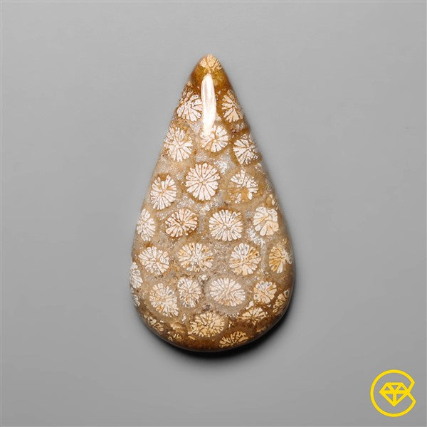 Fossil Coral