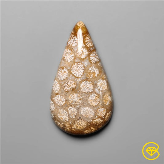 Fossil Coral