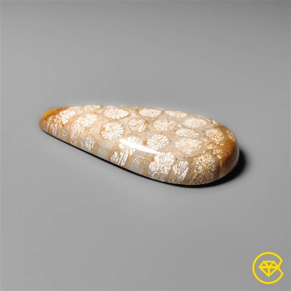 Fossil Coral