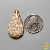 Fossil Coral