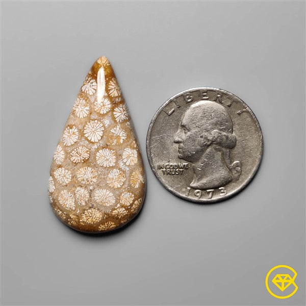 Fossil Coral