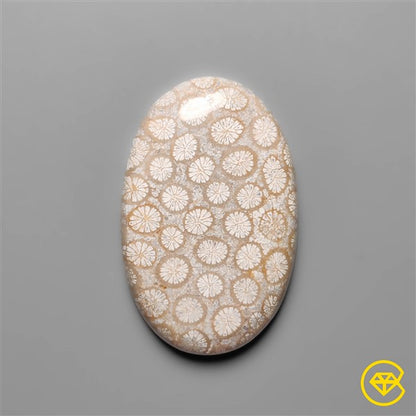 Fossil Coral