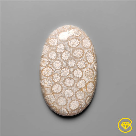 Fossil Coral