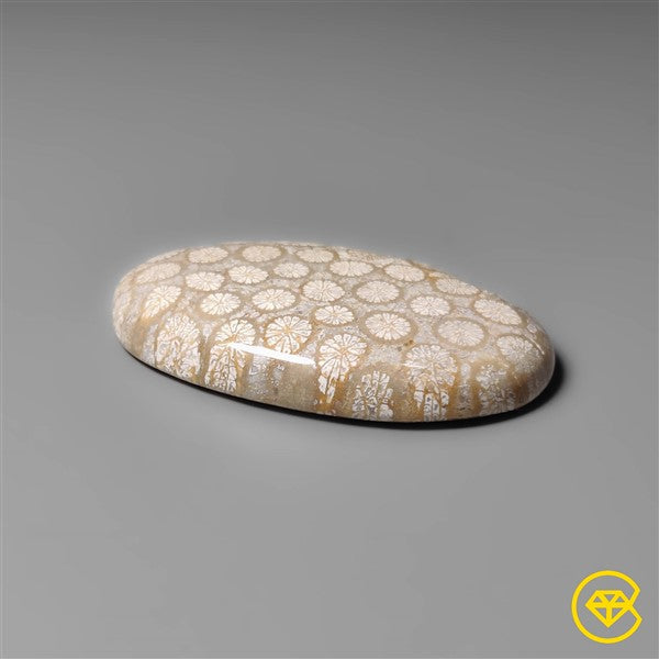 Fossil Coral