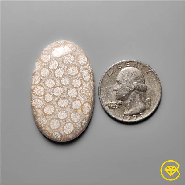 Fossil Coral