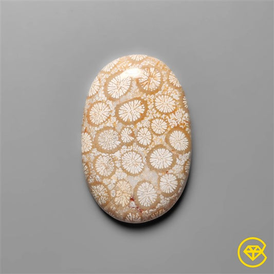 Fossil Coral