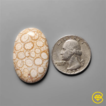 Fossil Coral