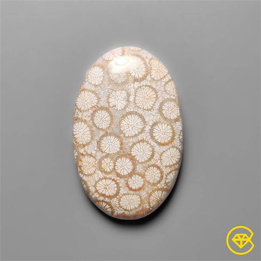 Fossil Coral