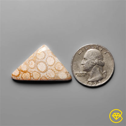 Fossil Coral