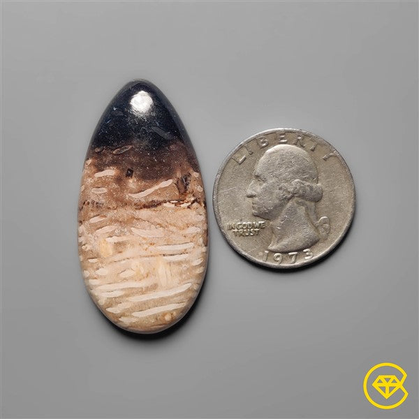Palmroot Agate