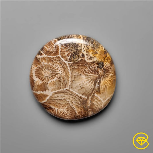 Fossil Coral