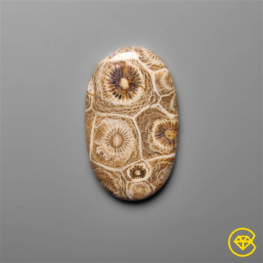 Fossil Coral