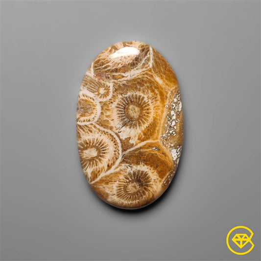 Fossil Coral