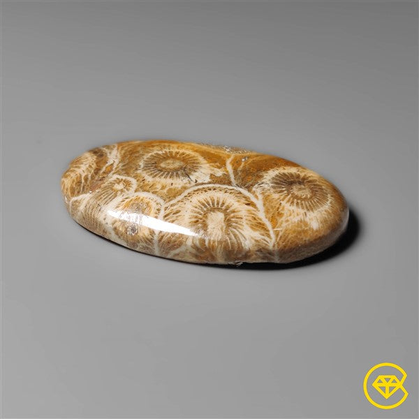 Fossil Coral