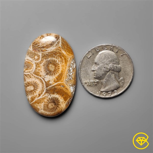 Fossil Coral