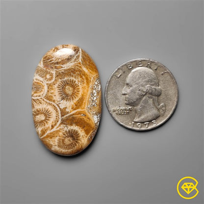 Fossil Coral