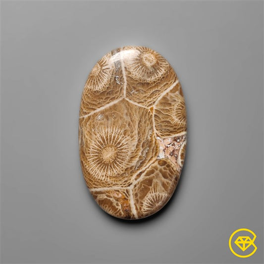 Fossil Coral