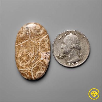 Fossil Coral