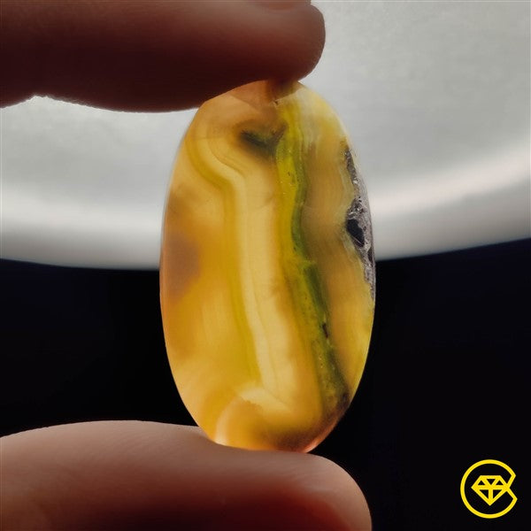 Bumble Bee Jasper